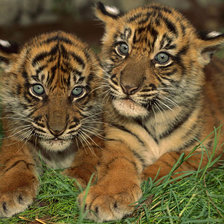 Схема вышивки «Тигрята»