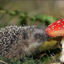 Схема вышивки «животные»