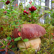 Схема вышивки «пейзаж»