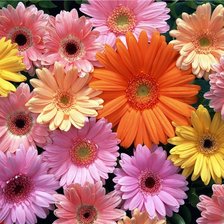 Схема вышивки «Герберы»