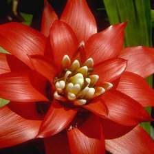 Схема вышивки «цветы»