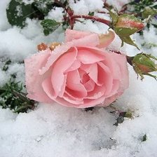 Схема вышивки «№338627»