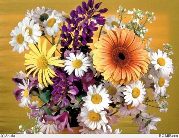 №338631 - оригинал