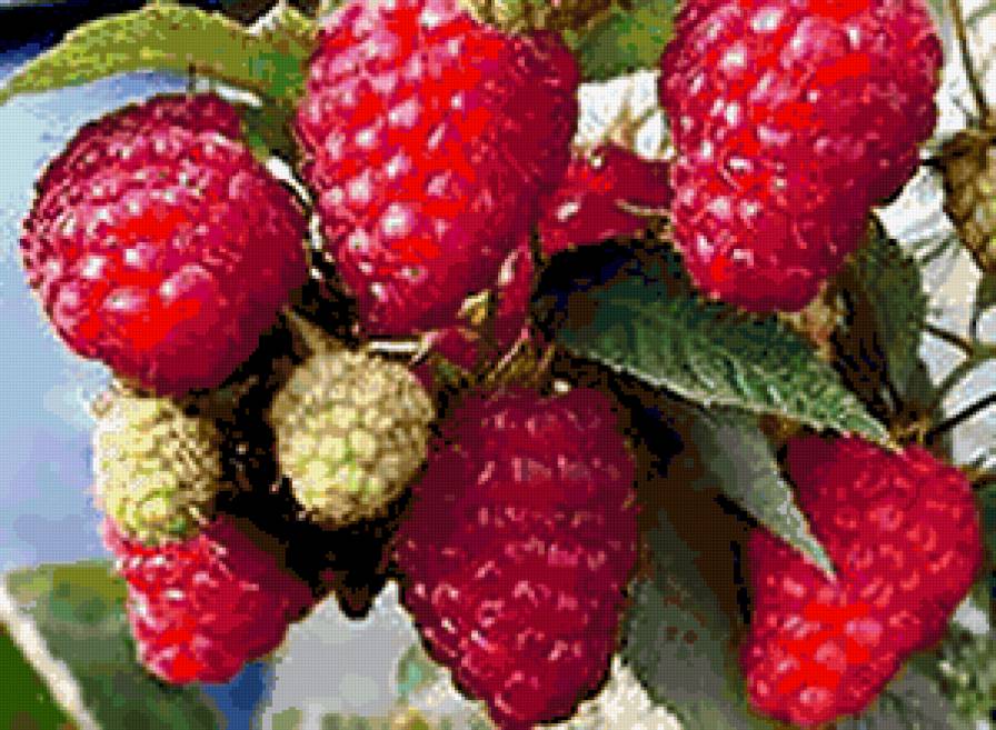 малина - предпросмотр