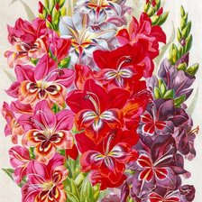 Схема вышивки «Гладиолусы»