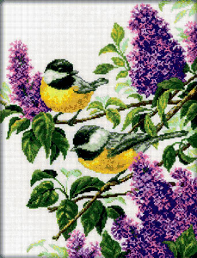 №338784 - сирень, природа, птицы, синицы, весна - предпросмотр