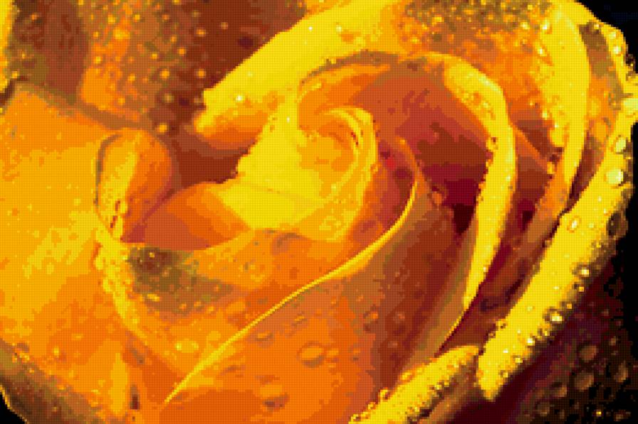 роза - цветок, макро, роза, лето - предпросмотр