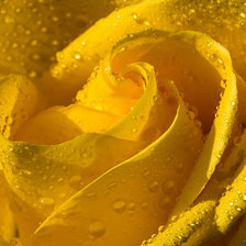 Схема вышивки «роза»