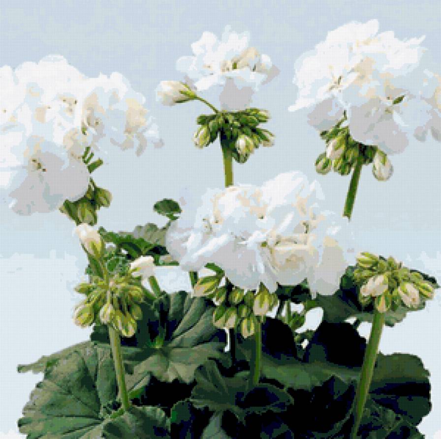 цветы - предпросмотр