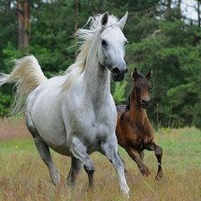 Схема вышивки «лошади2»