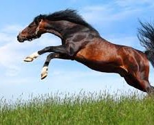 Схема вышивки «12»