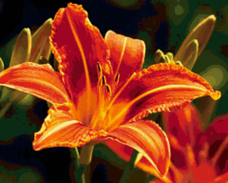 Огненая лилия - лилия цветок - предпросмотр