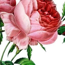 Схема вышивки «Нежная роза»