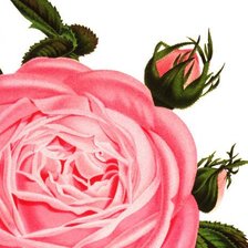 Схема вышивки «Нежная роза»