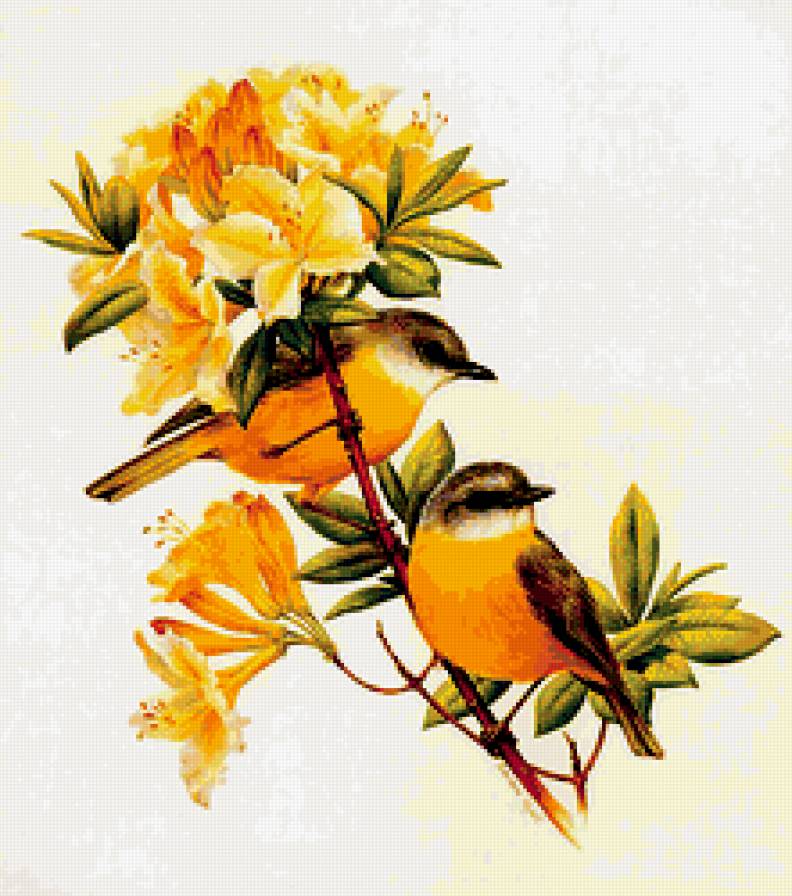 Пташки - пернатые, красота - предпросмотр