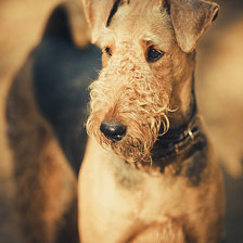 Эрдельтерьер