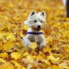 Схема вышивки «Собачка»