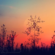 Закат в поле