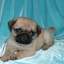 Схема вышивки «МОПС»