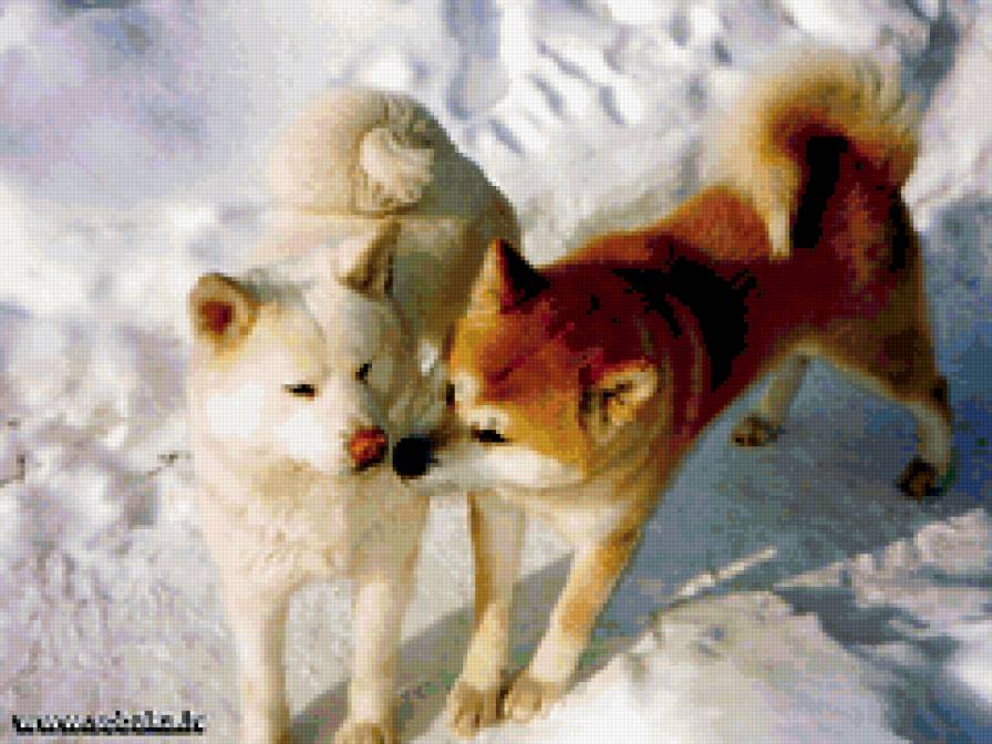 Акита ину - собаки - предпросмотр