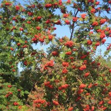 Схема вышивки «рябина»