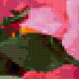 Предпросмотр схемы вышивки «розы» (№339278)