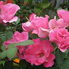 Схема вышивки «розы»