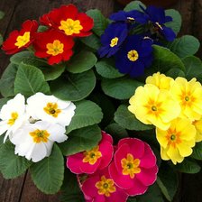 Схема вышивки «№339279»