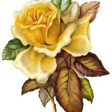 Схема вышивки «Роза»