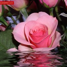 Схема вышивки «Роза»