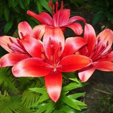 Схема вышивки «лилии»