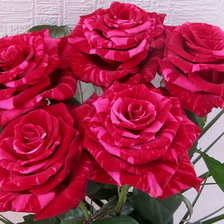 Схема вышивки «розы»