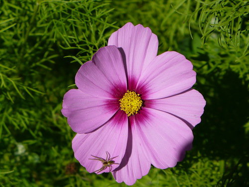 космея - космея, цваеты - оригинал