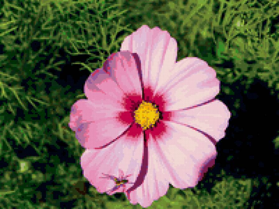 космея - цваеты, космея - предпросмотр