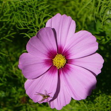 Схема вышивки «космея»