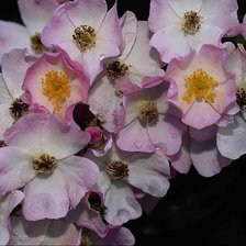 Схема вышивки «№339328»