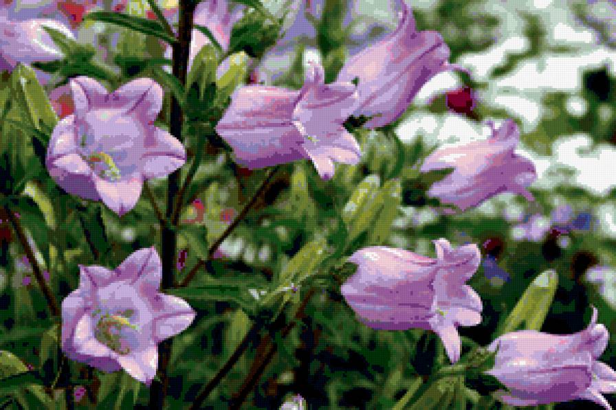 колокольчики - цветы, колокольчики - предпросмотр