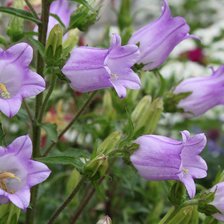 Схема вышивки «колокольчики»