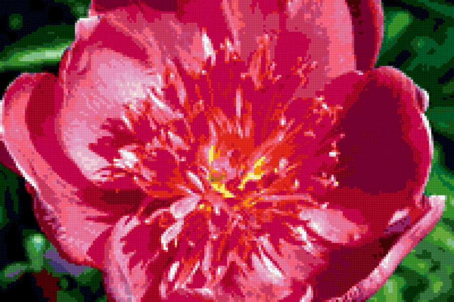 пион - пион, пионы, цветок, цветы - предпросмотр