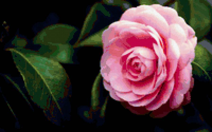 цветок - растения, цветы - предпросмотр