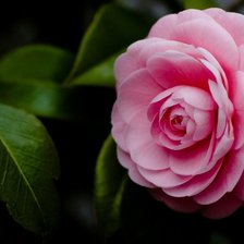 Схема вышивки «цветок»