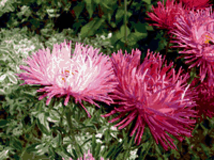 астры - цветы, астры - предпросмотр