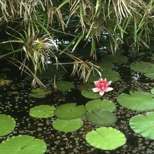 Схема вышивки «старый пруд»