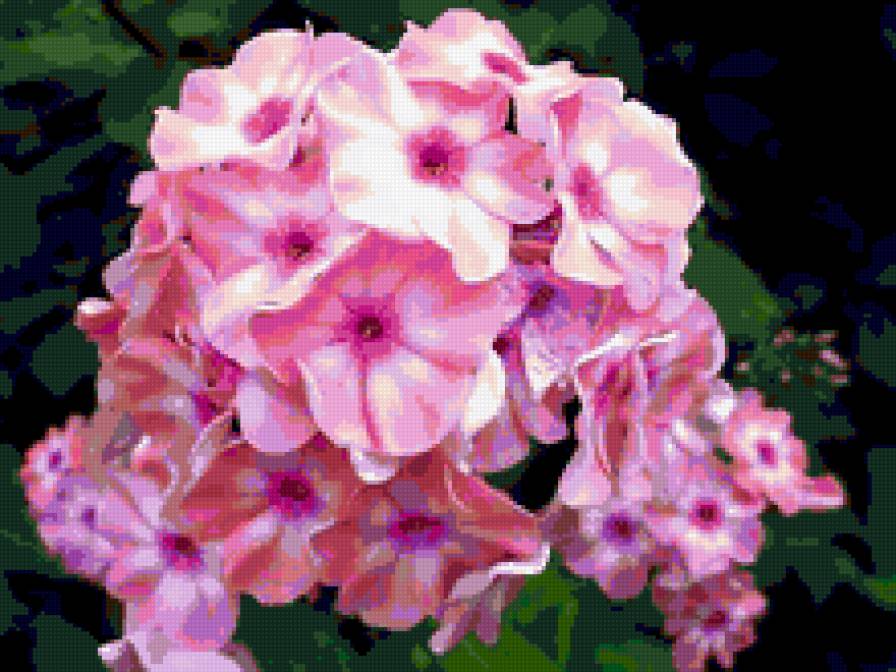 флоксы - флоксы, цветы - предпросмотр