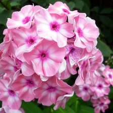 Схема вышивки «флоксы»