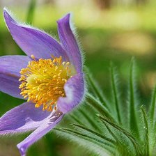 Схема вышивки «сон-трава»