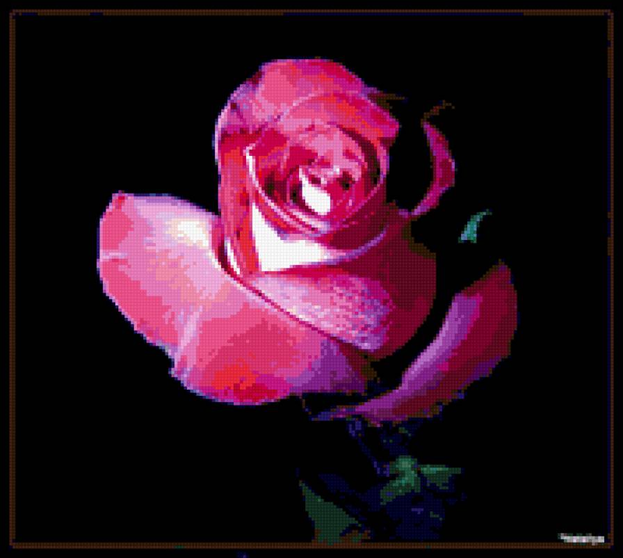 роза - роза, цветы, на черном, цветок, розы - предпросмотр