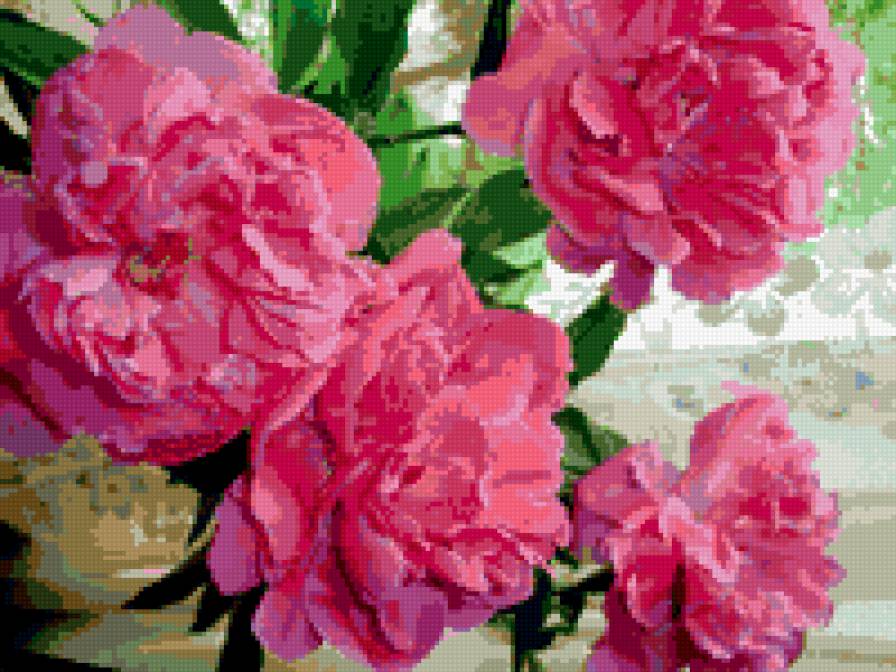 пионы - букет, цветы, пионы - предпросмотр