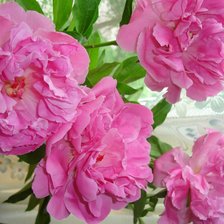 Схема вышивки «пионы»