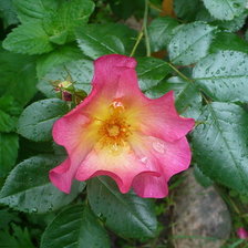 Схема вышивки «роза»